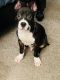 Staffordshire Bull Terrier Puppies for sale in Atlanta, GA, USA. price: NA
