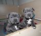 Staffordshire Bull Terrier Puppies