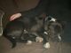 Staffordshire Bull Terrier Puppies for sale in Mount Pleasant, Brampton, ON L7A 2Y7, Canada. price: NA