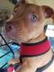 Staffordshire Bull Terrier Puppies for sale in Bremerton, WA, USA. price: $600