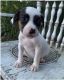 Staffordshire Bull Terrier Puppies for sale in Beverly Hills, CA 90210, USA. price: NA