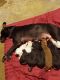Staffordshire Bull Terrier Puppies for sale in Cincinnati, OH, USA. price: NA