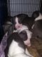 Staffordshire Bull Terrier Puppies for sale in Reno, NV, USA. price: NA