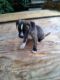 Staffordshire Bull Terrier Puppies for sale in Mars Hill, NC 28754, USA. price: $300