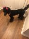 Standard Poodle Puppies for sale in Fairburn, GA, USA. price: NA
