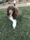 Standard Poodle Puppies for sale in Granbury, TX 76049, USA. price: NA