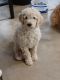Standard Poodle Puppies for sale in Colorado Springs, CO, USA. price: $1,000