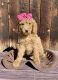 Standard Poodle Puppies for sale in Grand Junction, CO, USA. price: $1,000