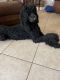 Standard poodle puppies free to good home