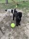 Standard Poodle Puppies for sale in Brandywine, MD 20613, USA. price: $1,500