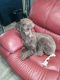 2 year old Female Standard Poodle