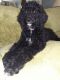 Standard Poodle Puppies for sale in College Park, GA, USA. price: NA