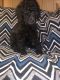 Standard Poodle Puppies for sale in Quinlan, TX 75474, USA. price: NA