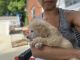 Standard Poodle Puppies for sale in Forest Heights, MD 20745, USA. price: $1,500