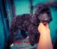 Standard Poodle Puppies for sale in Knoxville, TN, USA. price: NA