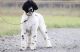 Standard Poodle Puppies for sale in Frederick, MD, USA. price: $2,000