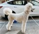 Standard Poodle Puppies for sale in Frederick, MD, USA. price: $2,300