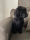 Standard Poodle Puppies for sale in W Baltimore St, Baltimore, MD 21223, USA. price: $1,000