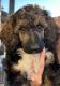 Standard Poodle Puppies for sale in Berthoud, CO, USA. price: $1,000