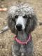 Standard Poodle Puppies for sale in Randallstown, MD, USA. price: $1,000