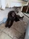 Standard Poodle Puppies for sale in Grand Prairie, TX 75052, USA. price: $300