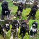 Standard Poodle Puppies for sale in Dunkirk, MD, USA. price: $1,000