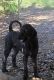 Standard Poodle Puppies for sale in La Habra Heights, CA 90631, USA. price: NA