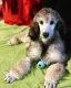 Standard Poodle Puppies for sale in Hollister, CA 95023, USA. price: $950