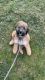 Standard Poodle Puppies for sale in Richmond, Kentucky. price: $350