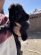 Standard Poodle Puppies for sale in Newbury Park, Thousand Oaks, CA 91320, USA. price: $650