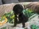 Standard Poodle Puppies for sale in Vandergrift, PA, USA. price: $1,500