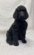 Standard Poodle Puppies for sale in Scranton, Pennsylvania. price: $1,200