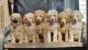 Standard Poodle Puppies for sale in Hampton, VA, USA. price: $1,800