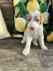 Standard Poodle Puppies for sale in Rock Hill, SC, USA. price: $1,200