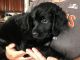 Standard Poodle Puppies for sale in Castle Rock, CO, USA. price: $1,000