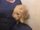 Standard Poodle Puppies for sale in Castle Rock, CO, USA. price: $1,000