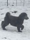 Standard Poodle Puppies for sale in Colorado Springs, CO, USA. price: $1,150