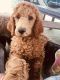 Standard Poodle Puppies for sale in Colorado Springs, CO, USA. price: $1,300