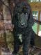 Standard Poodle Puppies for sale in High Springs, FL, USA. price: NA