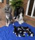 Standard Poodle Puppies for sale in Moultrie, GA, USA. price: NA