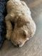 Standard Poodle Puppies for sale in Maricopa, AZ, USA. price: NA