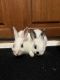 Standard Rex Rabbits for sale in Fort Worth, Texas. price: $15