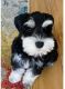 Standard Schnauzer Puppies for sale in Riverview, FL, USA. price: $2,500