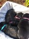 Standard Schnauzer Puppies for sale in Huntsville, AL, USA. price: $1,975