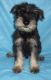 Standard Schnauzer Puppies for sale in Ava, MO 65608, USA. price: $100,000