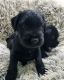 Standard Schnauzer Puppies for sale in Bristol, TN, USA. price: $2,200