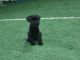 Standard Schnauzer Puppies for sale in Mitchell, IN 47446, USA. price: $1,300