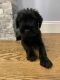 Standard Schnauzer Puppies for sale in Brooklyn, NY, USA. price: NA