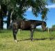 Standardbred Horse Horses for sale in Arlington, VA, USA. price: NA