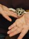 Sugar Glider Animals for sale in Geauga County, OH, USA. price: $350